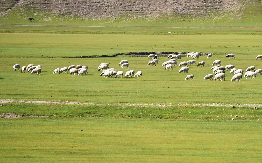 Grassland of Hulun Buir in Inner Mongolia
