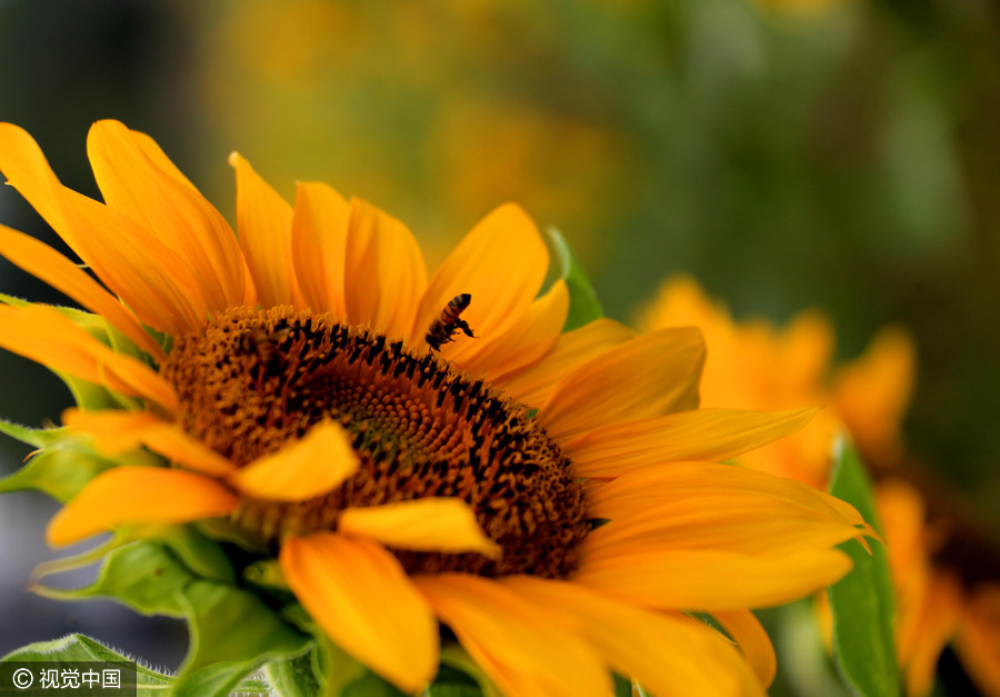 Golden sunflowers burst open in autumn beauty