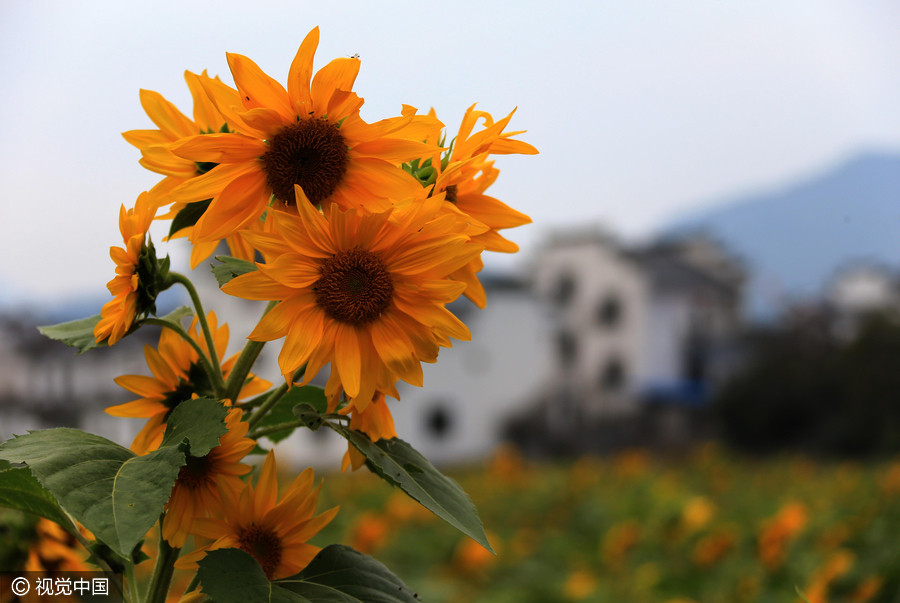 Golden sunflowers burst open in autumn beauty