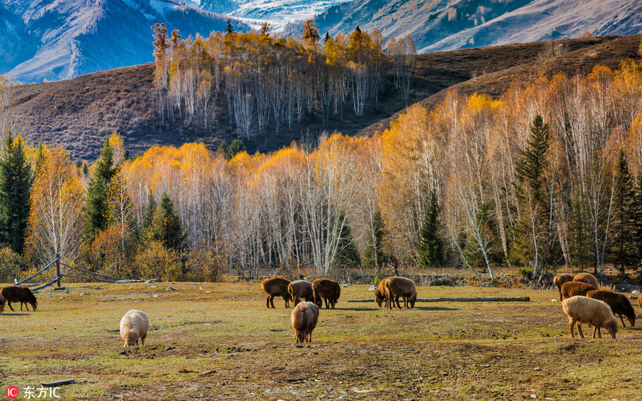 Best places to enjoy autumn's golden landscapes in China