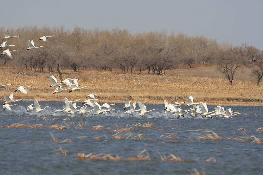 Xianghai Nature Reserve in Jilin ideal for nature lovers