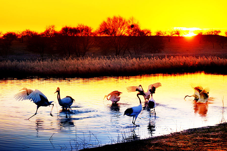 Xianghai Nature Reserve in Jilin ideal for nature lovers