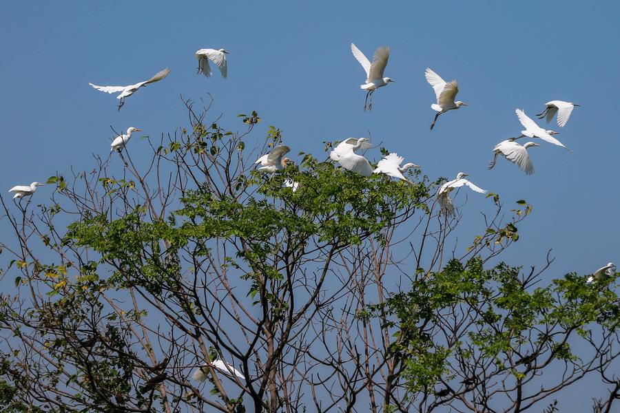 Egrets seen in Xuyi county, Jiangsu province