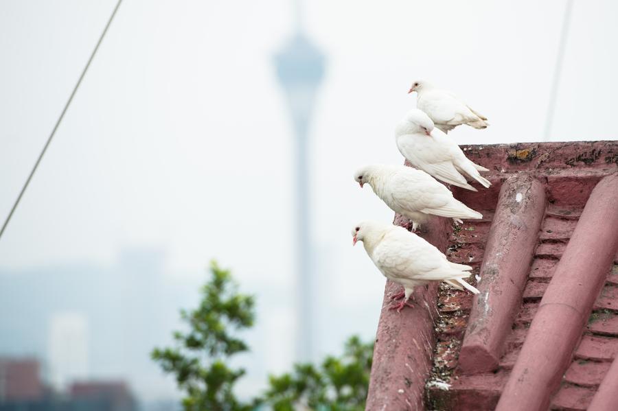 Pics of visitors touring Macao