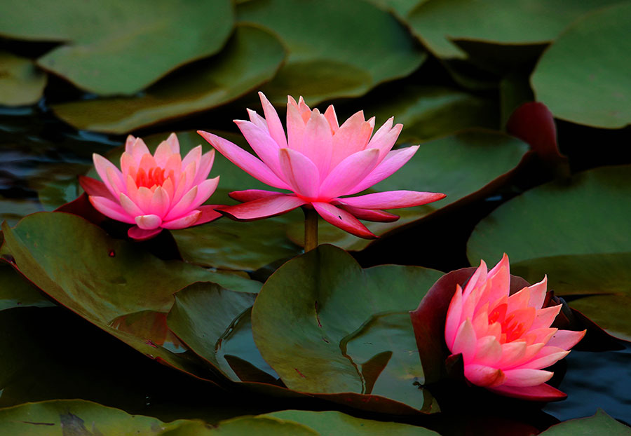 Gorgeous water lilies bloom in Anhui province