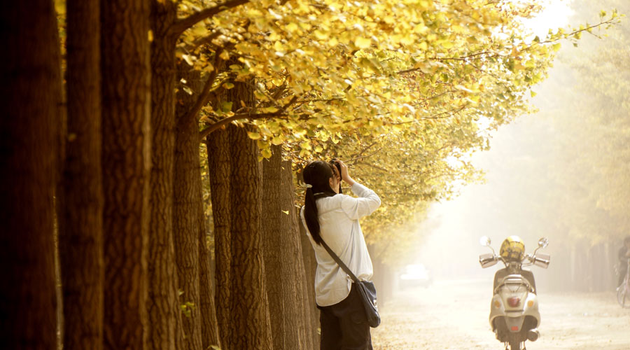 Picturesque golden foliage in Beijing suburb