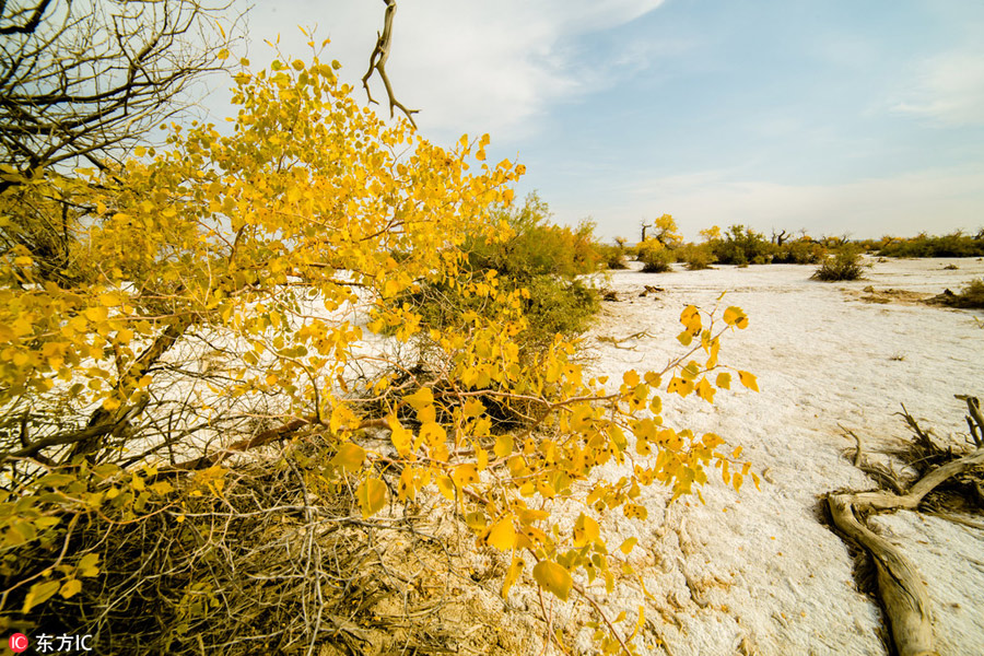 Golden Euphrates Poplar adds color to barren Xinjiang desert