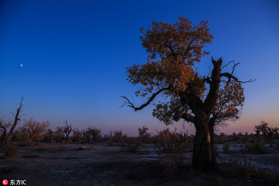 Golden Euphrates Poplar adds color to barren Xinjiang desert