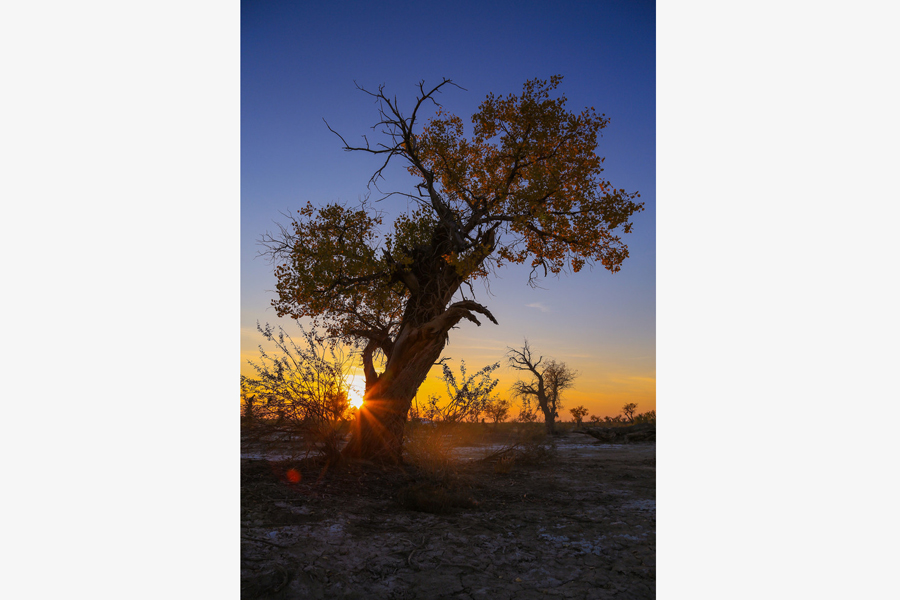 Golden Euphrates Poplar adds color to barren Xinjiang desert