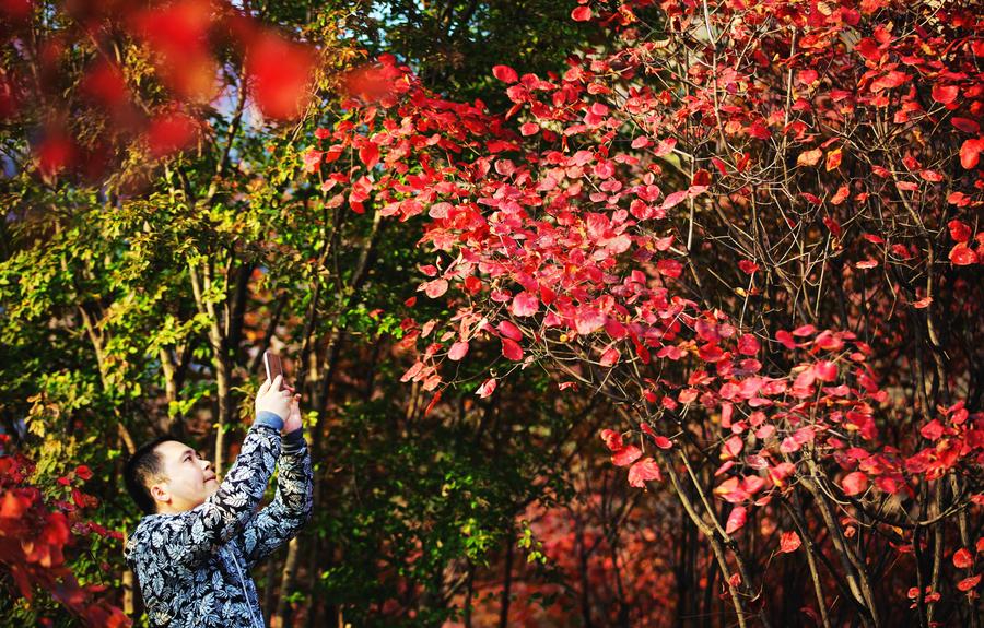 Scenery of red autumn leaves in Shijiazhuang