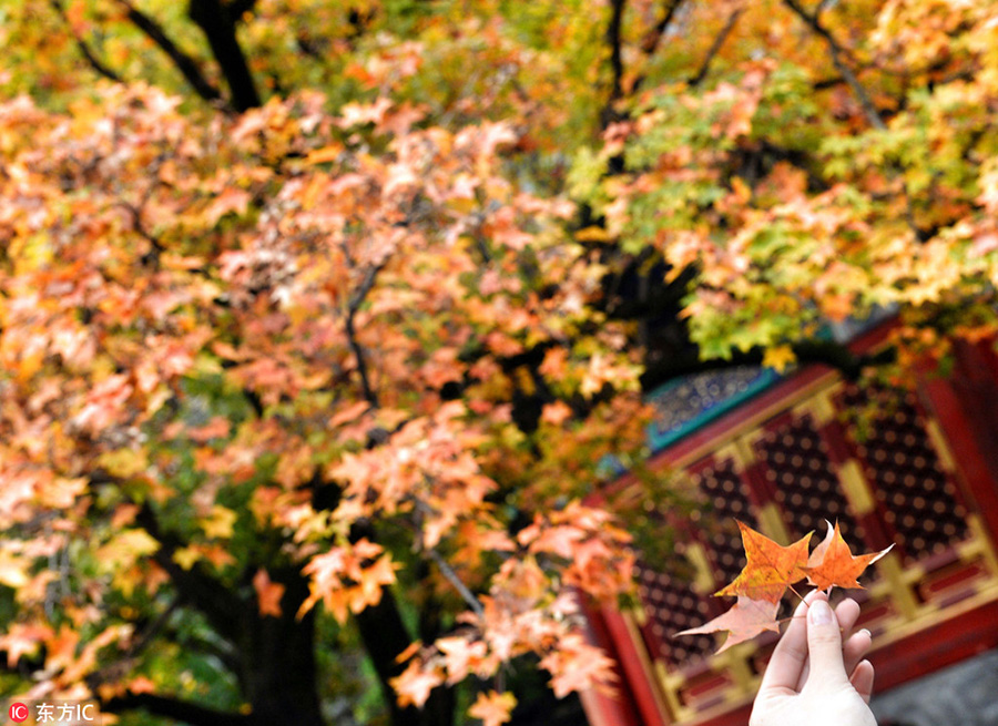 Red leaves in Fragrant Hills bring seasonal beauty to nature lovers