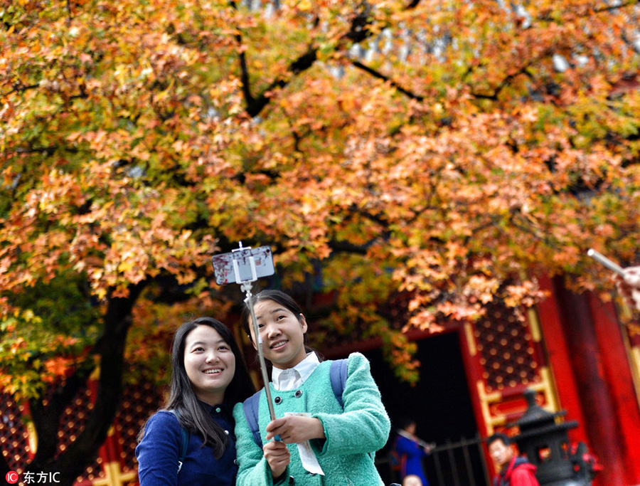 Red leaves in Fragrant Hills bring seasonal beauty to nature lovers