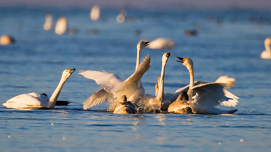 Migratory birds gather at Dalinur Lake