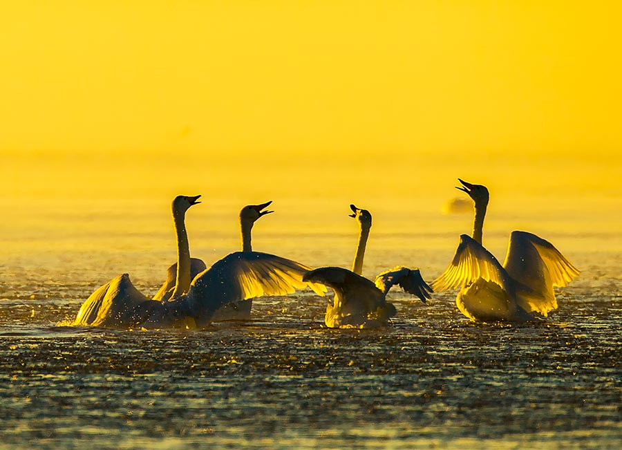 Migratory birds gather at Dalinur Lake