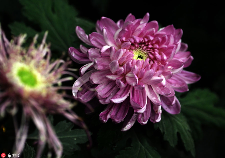 900 types of chrysanthemum on show in Shanghai