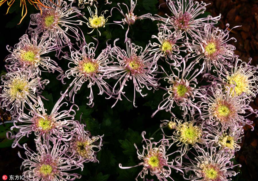 900 types of chrysanthemum on show in Shanghai