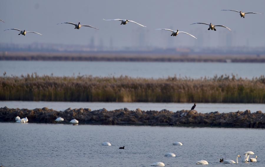 About 2,000 migrating swans gather in N China