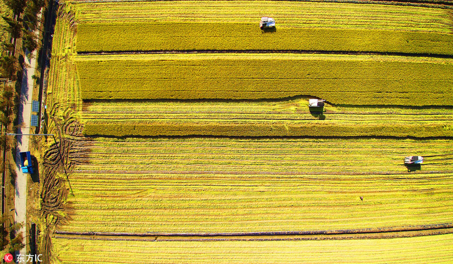 The golden rice paddies in East China