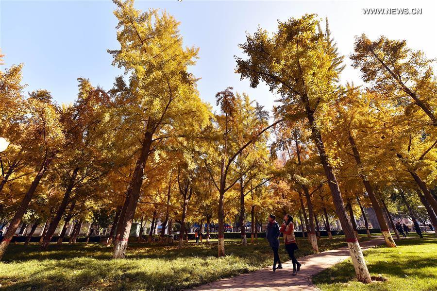 Autumn scenery of ginkgo trees in China