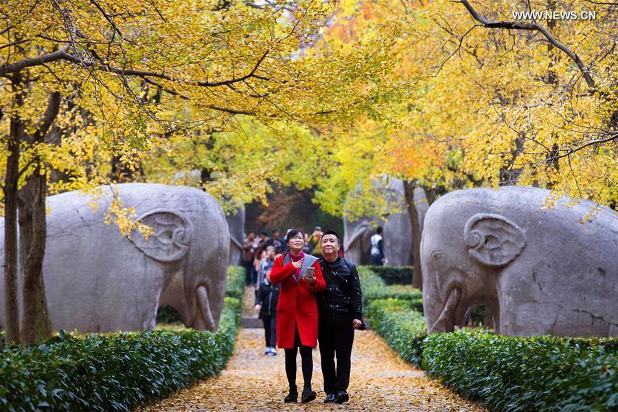 Autumn scenery of ginkgo trees in China