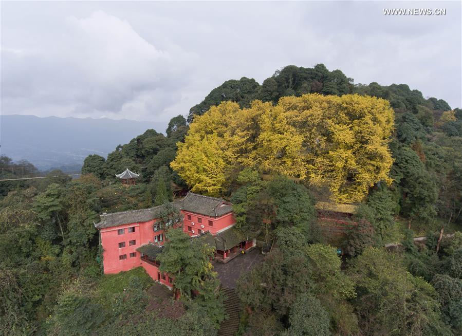 Autumn scenery of ginkgo trees in China