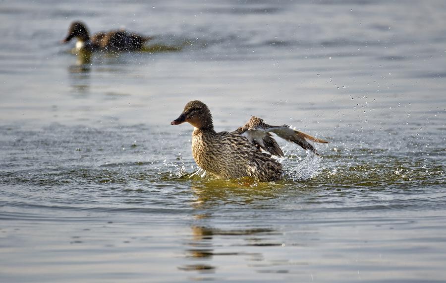 Birds seen at Wild duck Lake Wetland Reserve in Beijing