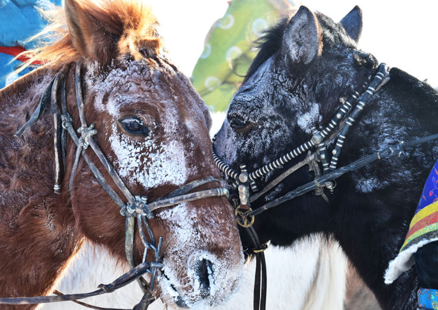 Nadam Fair underway in snow-covered Xinlinhot, Inner Mongolia