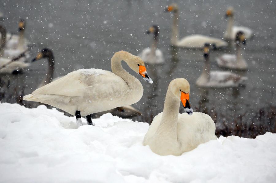 Wild swans add lively flavor to snowy scene