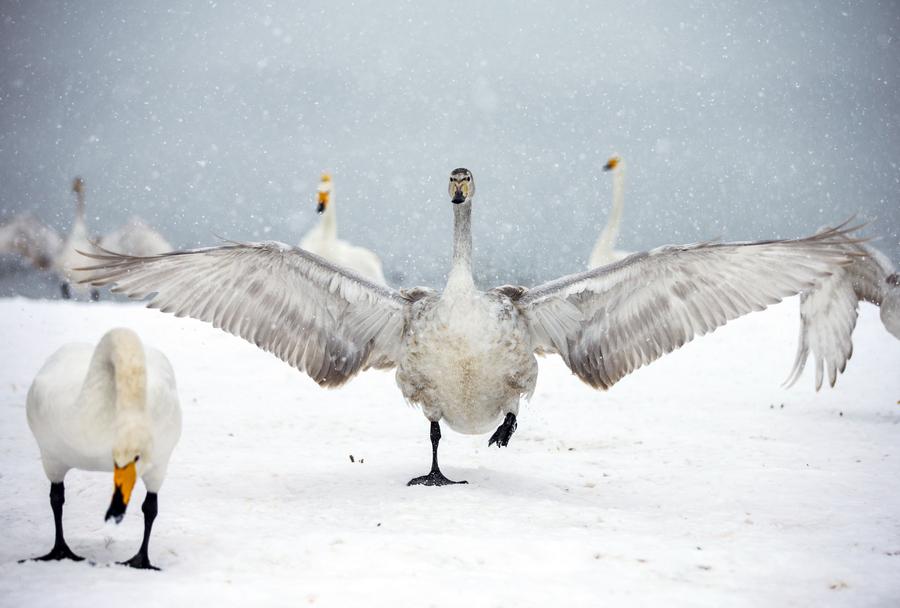 Wild swans add lively flavor to snowy scene