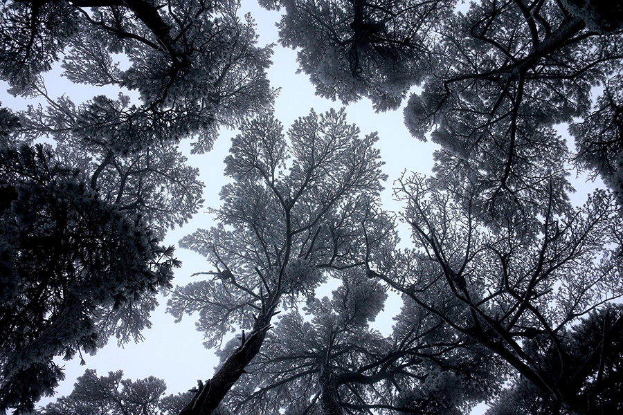 Mount Huangshan blanketed in shades of silver-white