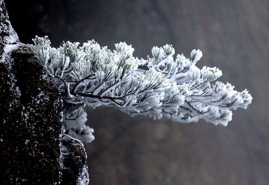 Mount Huangshan blanketed in shades of silver-white