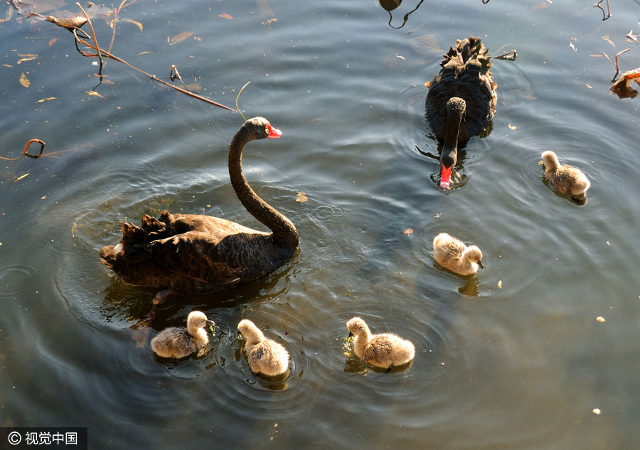 Baby swan quintuplets the new star in Beijing's Summer Palace