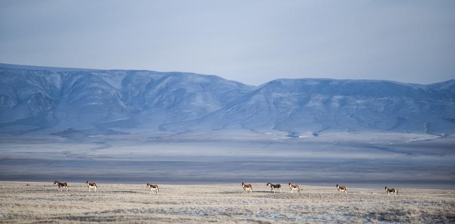 Quantity of wild animals in Sanjiangyuan increases due to protection