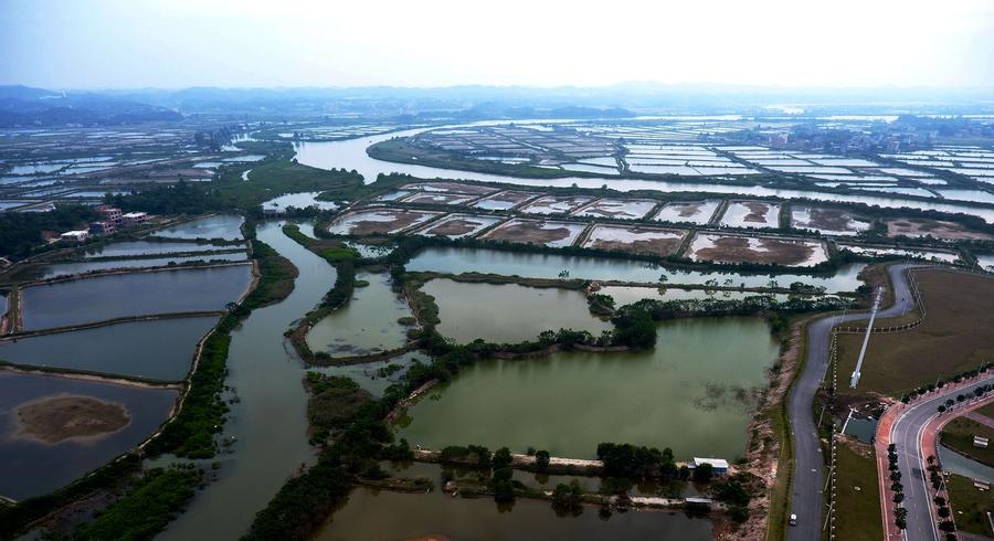 Shrimp pools seen in South China's Guangxi