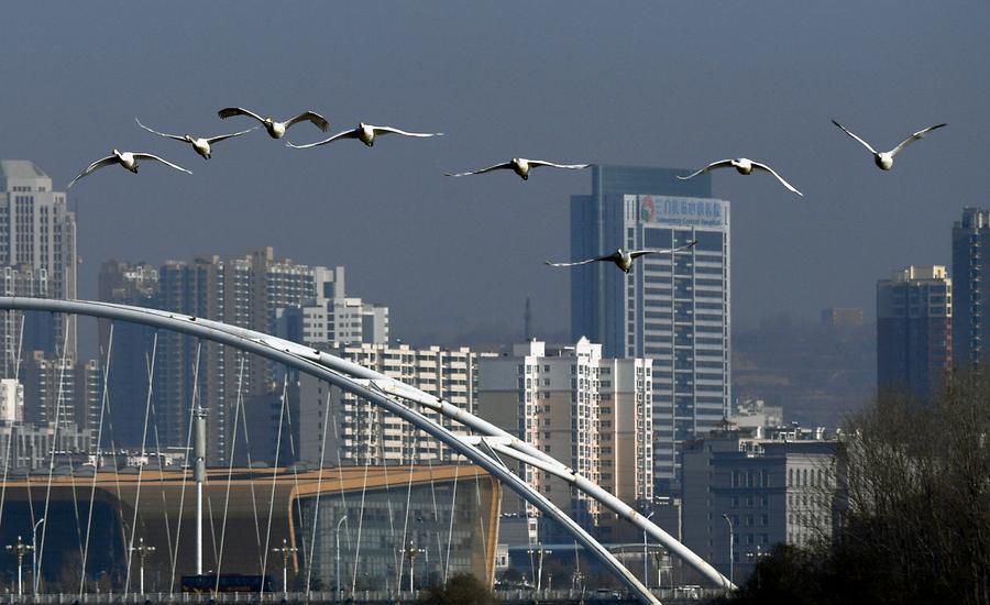 Swans fly over wetland in C China