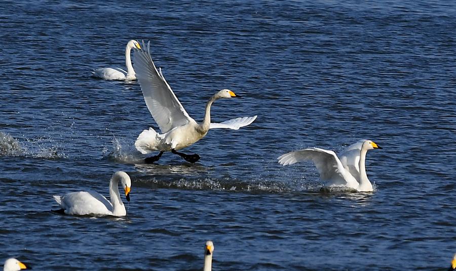 Swans fly over wetland in C China