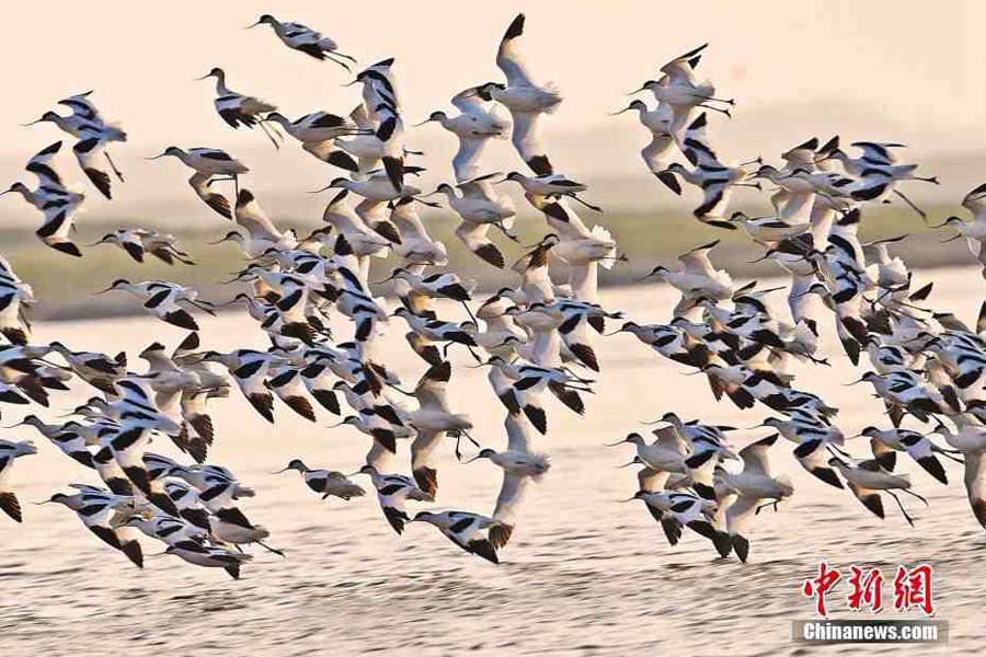 Migratory birds gather in Hunan