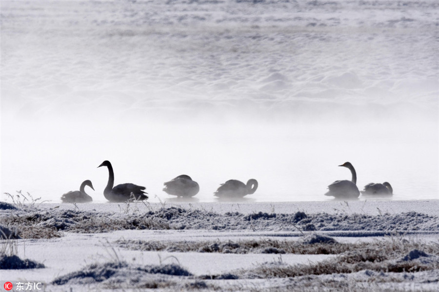 Swans at Bayanbulak Wetland create a fairytale winter scene