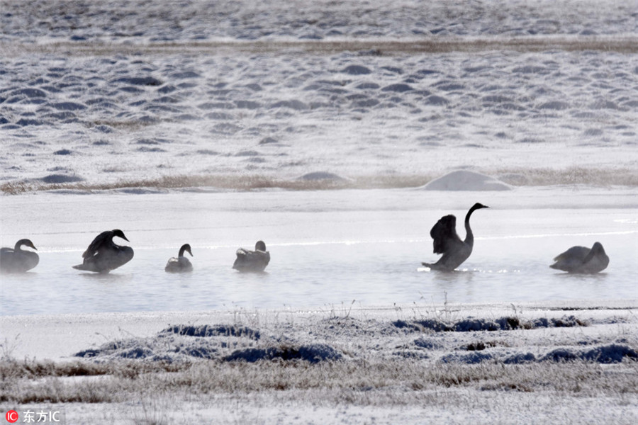Swans at Bayanbulak Wetland create a fairytale winter scene