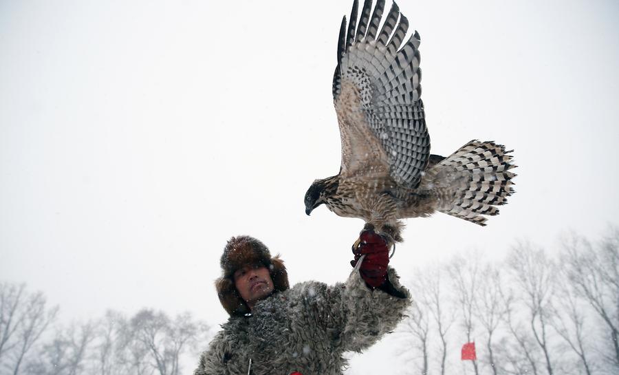 Traditional falconry seen at local tourism festival in Jilin