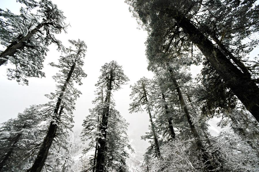 Winter scenery of Medog county in Tibet