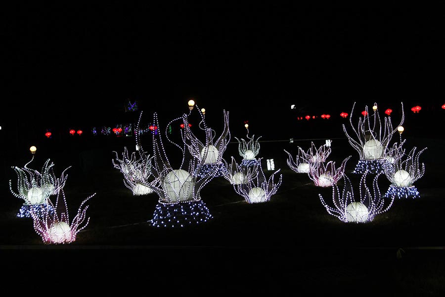 Lanterns light up Beijing rose park for Spring Festival