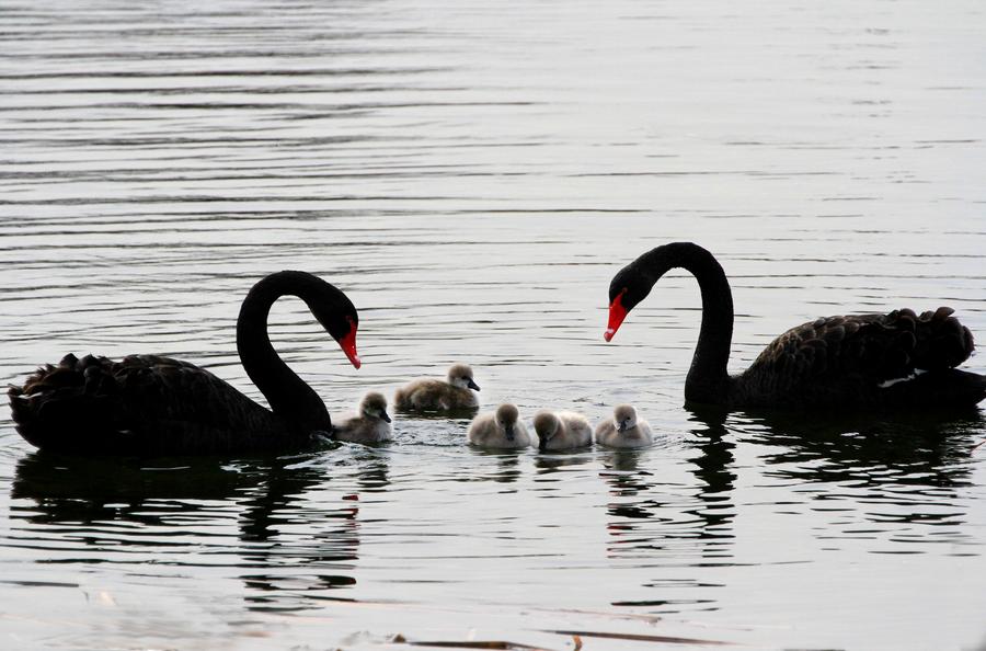 Cute cygnets brighten up winter