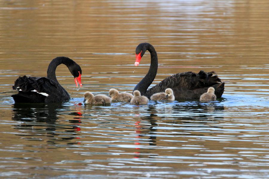 Cute cygnets brighten up winter