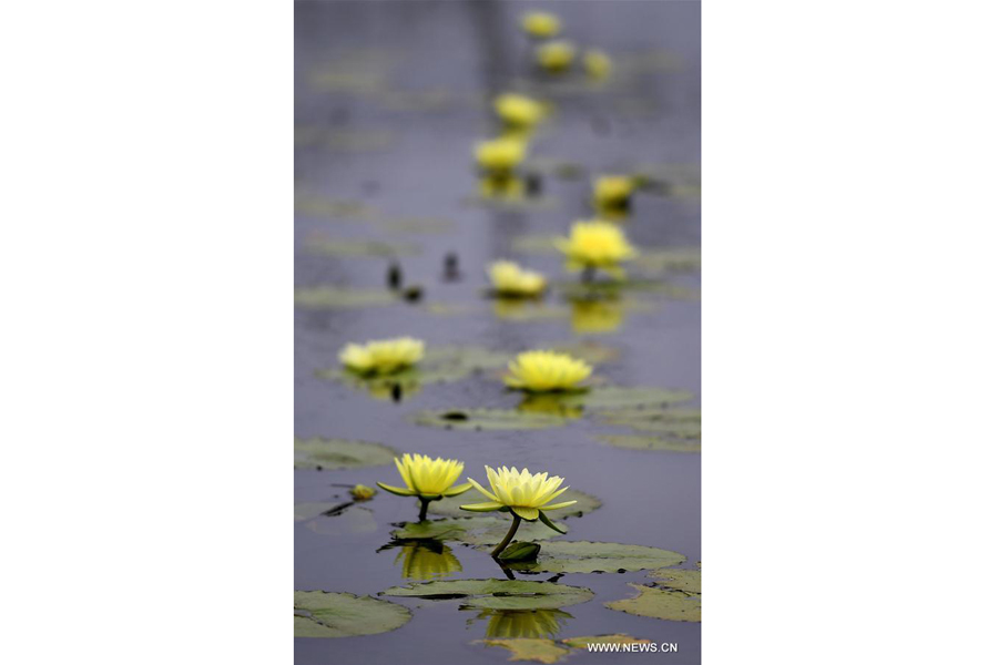 Lotus flowers in bloom in south China