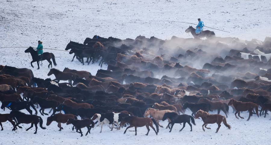 Herdsmen lasso horses in N China's Inner Mongolia