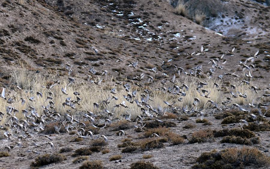 Wild animals in NW China's Qinghai