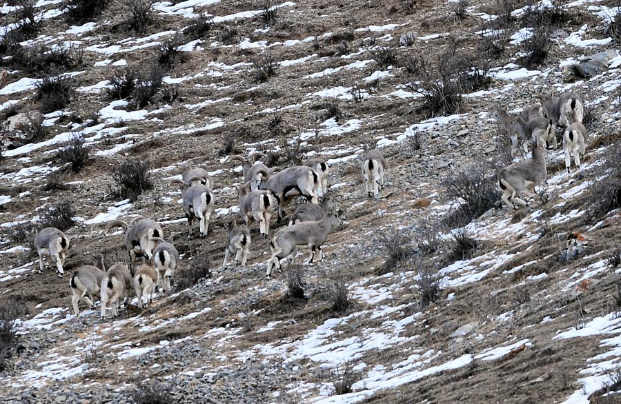 Wild animals in NW China's Qinghai