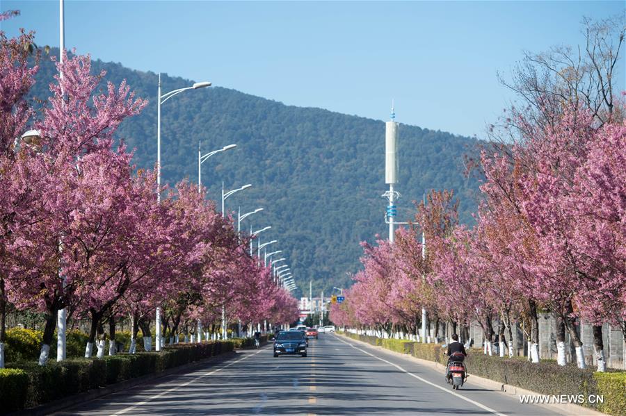 Scenery of winter cherry blossoms in China's Kunming