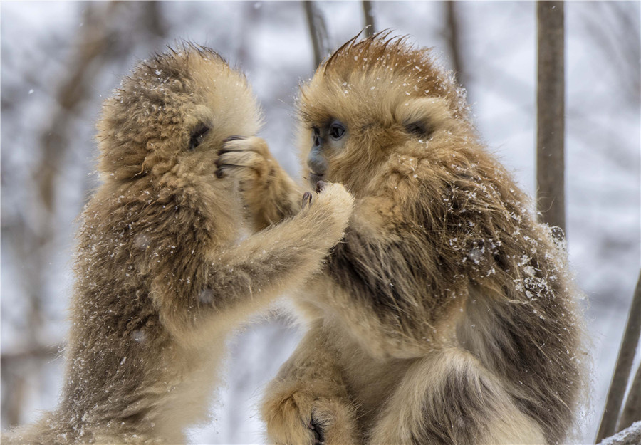 Golden monkeys play in woods in C China's Hubei